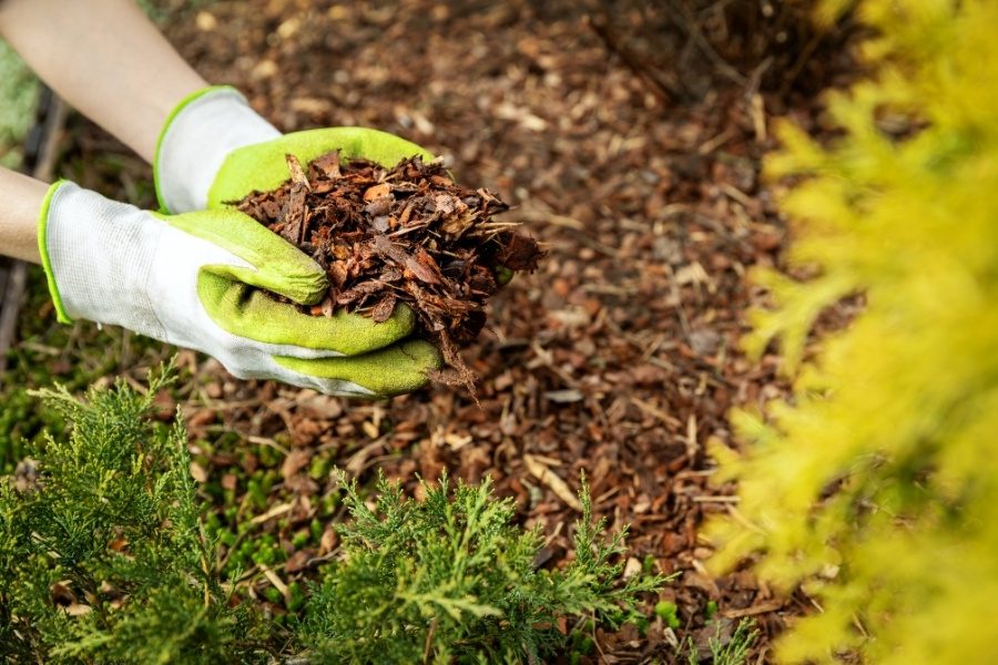 mulching