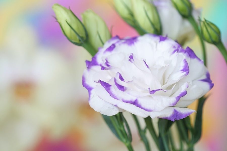 O significado da eustoma