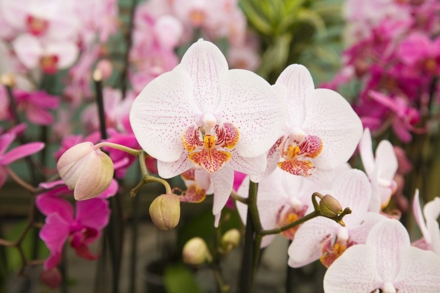 orquídea borboleta