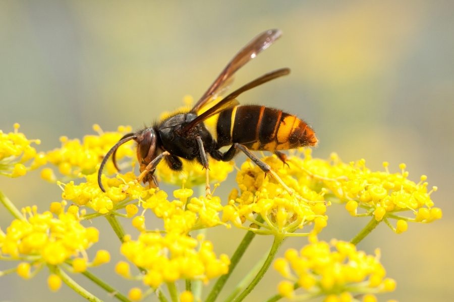 vespa asiatica