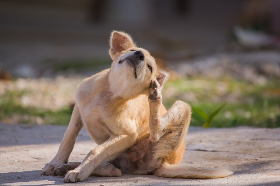 Como é picada de pulga em humanos e animais
