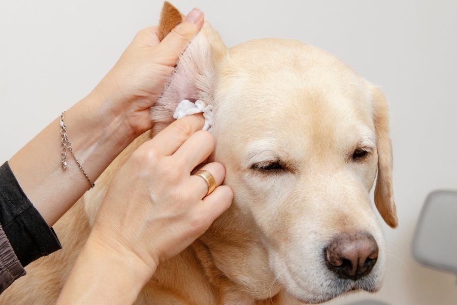 Como lidar com a alergia ao calor em cães
