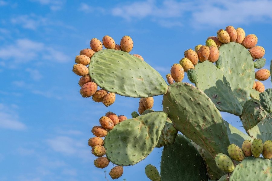 Como plantar figo-da-índia em casa