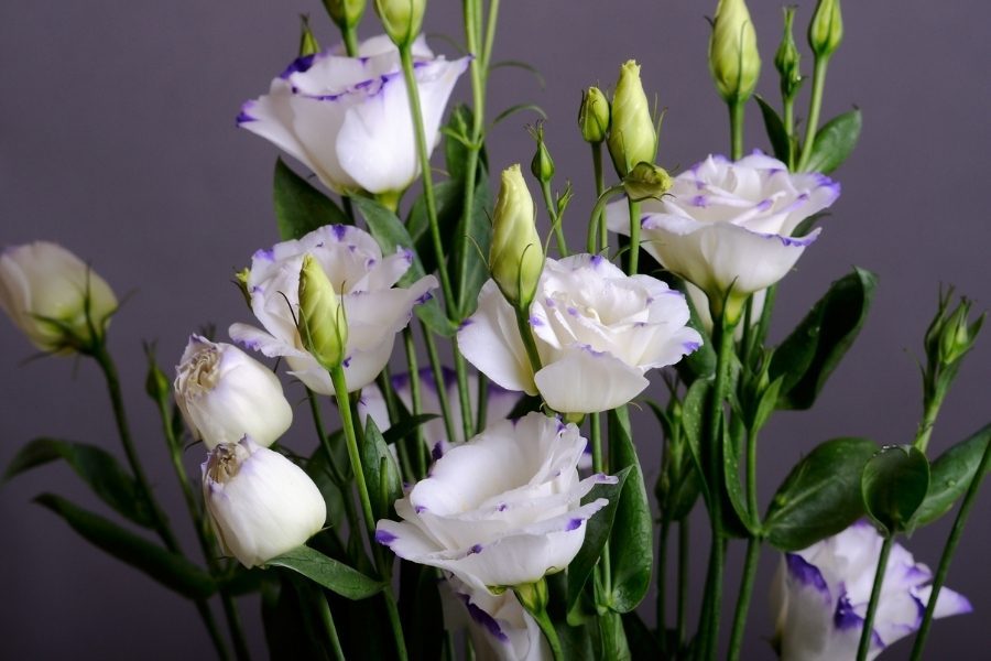 eustoma