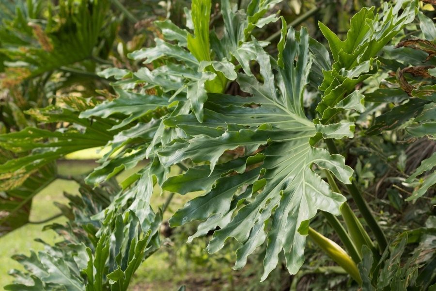 Philodendron bipinnatifidum