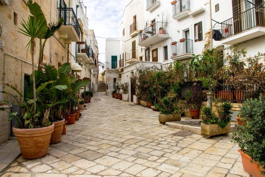 plantas de rua
